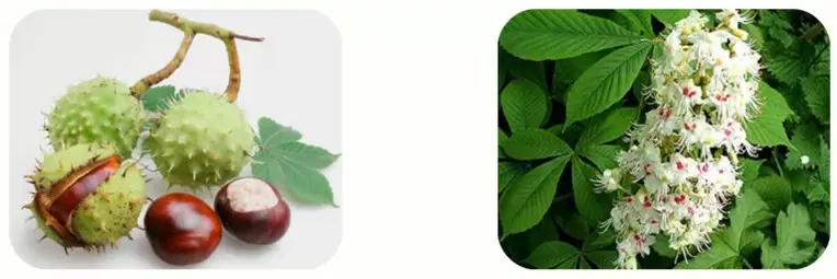 horse chestnut for the treatment of varicose veins