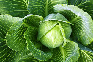 varicose veins popular for the treatment of cabbage