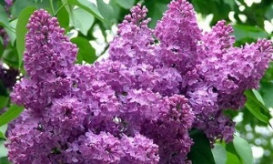 use of lilac to treat varicose veins