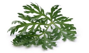 use of wormwood for the treatment of varicose veins